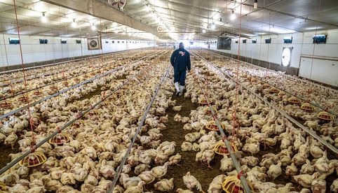 OMS pide vigilar de cerca transmisión de la gripe aviar H5N1 a humanos