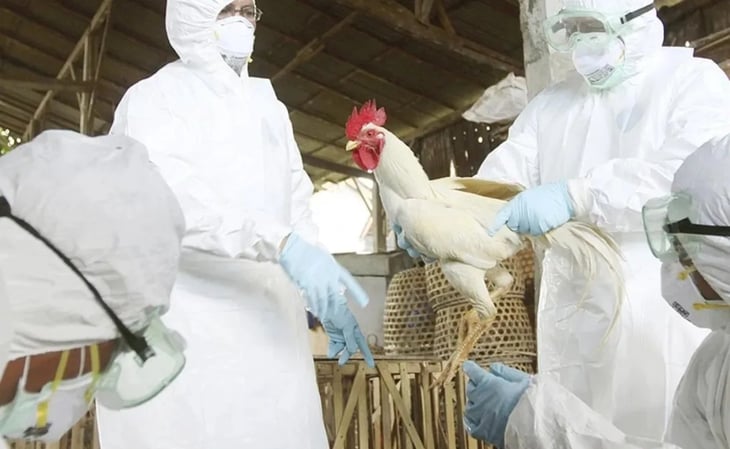 La transmisión de la gripe aviar al hombre es una 'gran preocupación', advierte la OMS