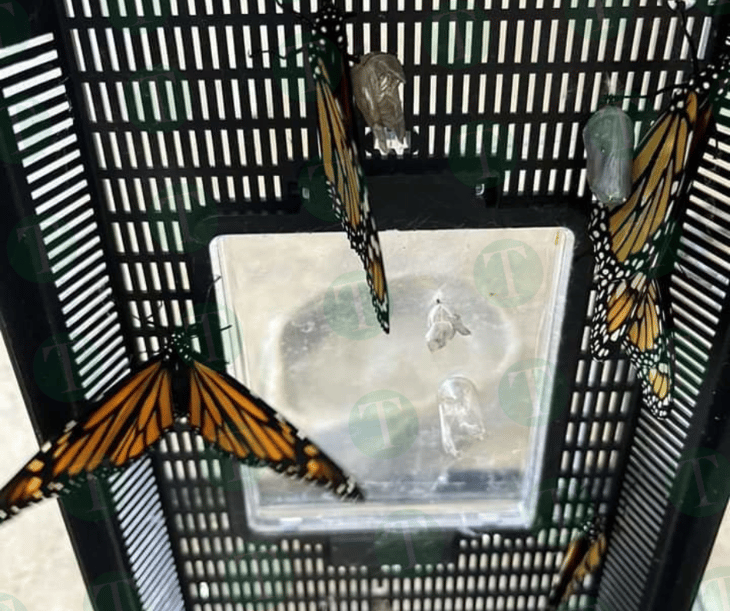 Ecoparque y WWF juntos por la mariposa Monarca