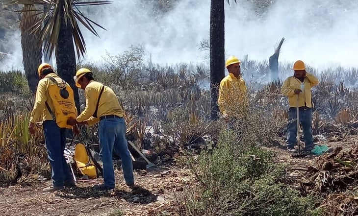 Incendio forestal consume 240 hectáreas de vegetación en Nuevo León