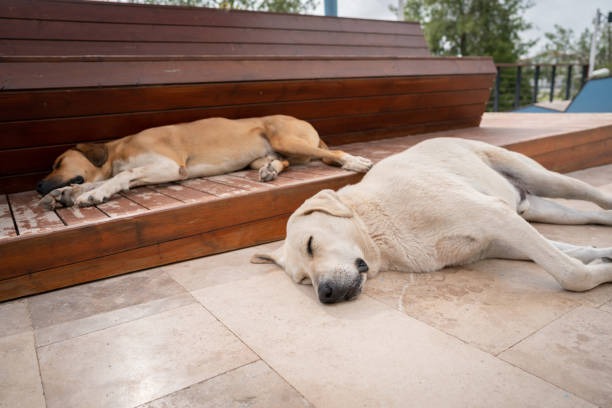 ¿Podríamos salvarlo? Cachorro presuntamente muere por altas temperaturas en Saltillo Centro