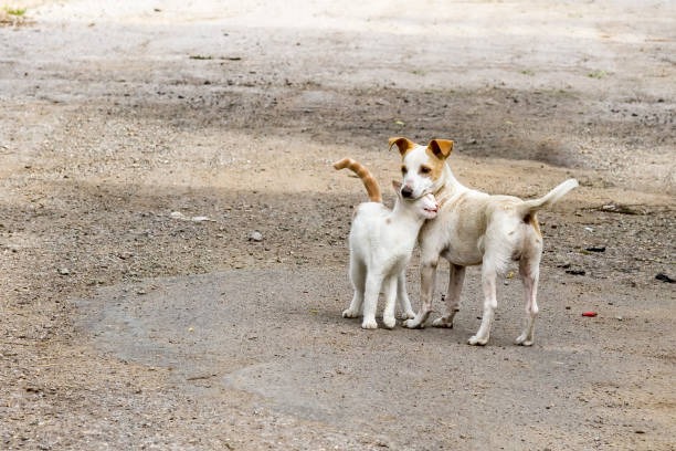 Fundación de Saltillo invita a todos a un sorteo benéfico que tiene como objetivo ayudar a los perritos callejeros