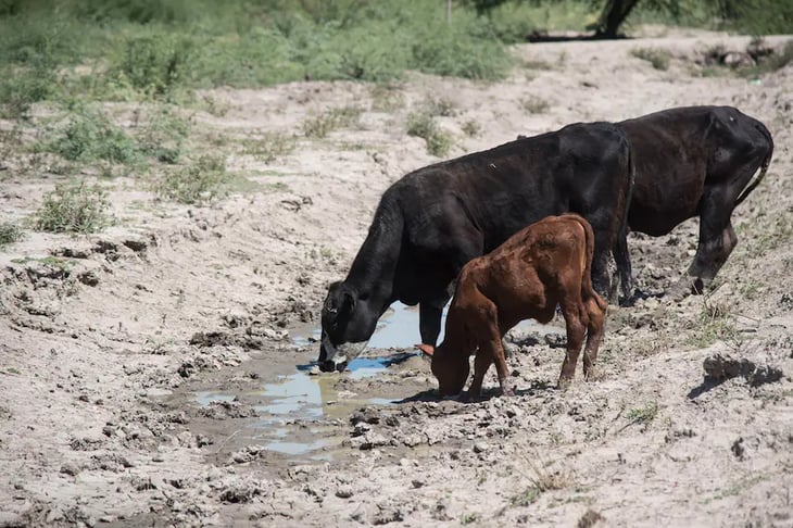Esperanza de lluvias en Coahuila podría acabar con las sequías 