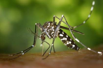 SSa hace un llamado ante riesgo de contagio de dengue y rickettsia