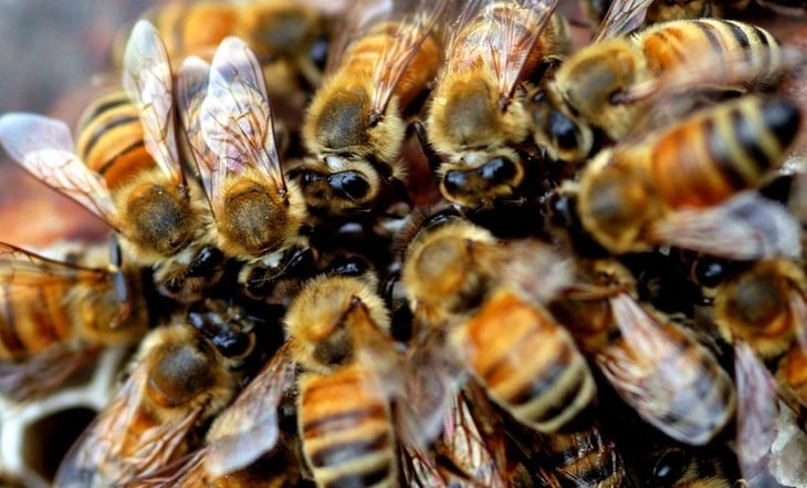 Muere hispano por ataque de más de 300 abejas; utilizó sus últimas fuerzas para salvar al niño que lo acompañaba