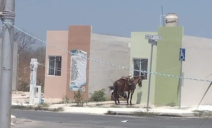 Denuncian crueldad animal en Yucatán; caballo es amarrado bajo los rayos del sol
