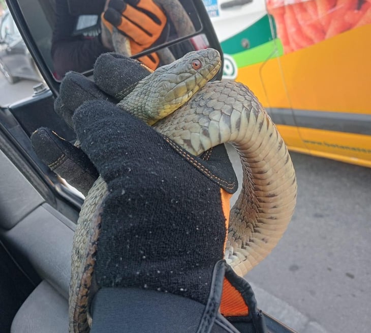 Capturan serpiente de gran tamaño afuera de un kínder en PN