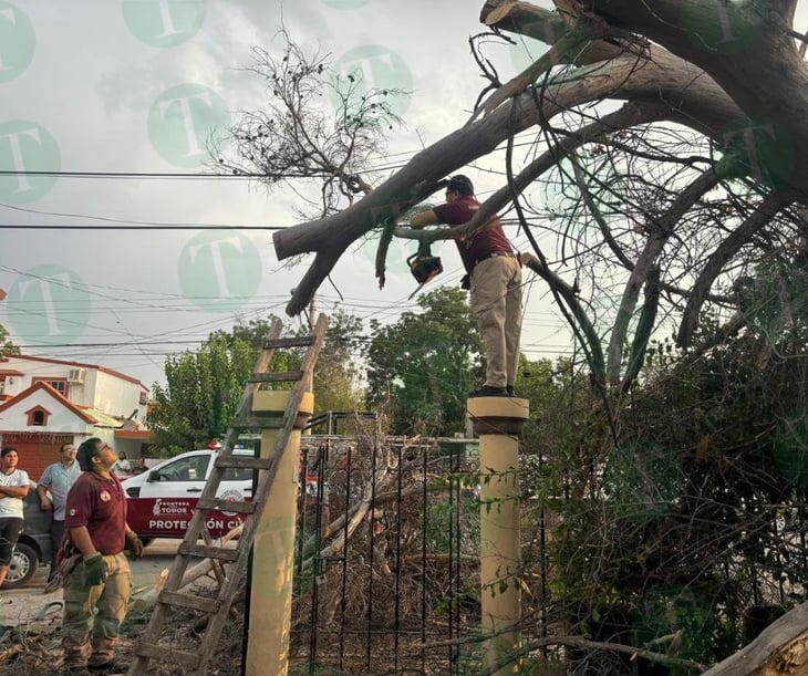 Colapsan árboles en Frontera por fuertes vientos