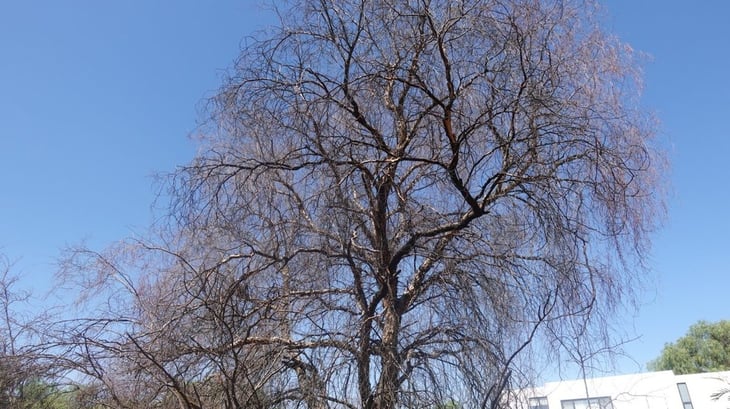 Mueren árboles adultos por altas temperaturas