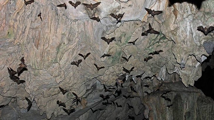 Excursionistas con infección pulmonar por entrar a cueva de murciélagos