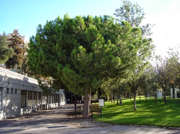 Invitan a plantar árboles en el entorno urbano