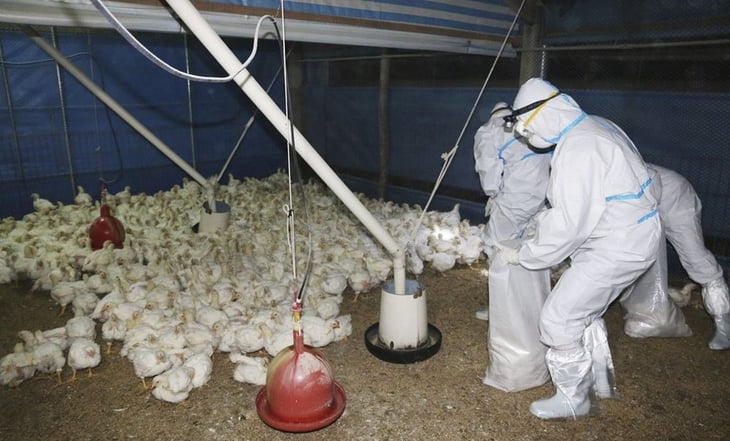 OMS anuncia primera muerte por gripe aviar H5N2 en México, primer caso a nivel mundial