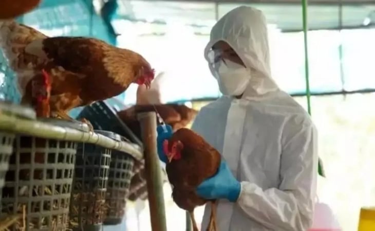 OMS: ¿Cómo se contagia la gripe aviar H5N2 a humanos, infección que ya causó una muerte en México?