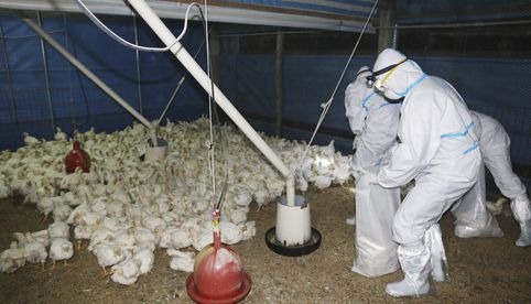 OMS pide estar alerta tras primera muerte por gripe aviar en México aunque el riesgo es bajo
