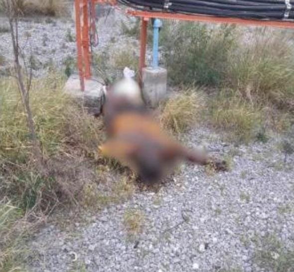 Encuentran cadáver en descomposición en la carretera Sabinas-Monclova
