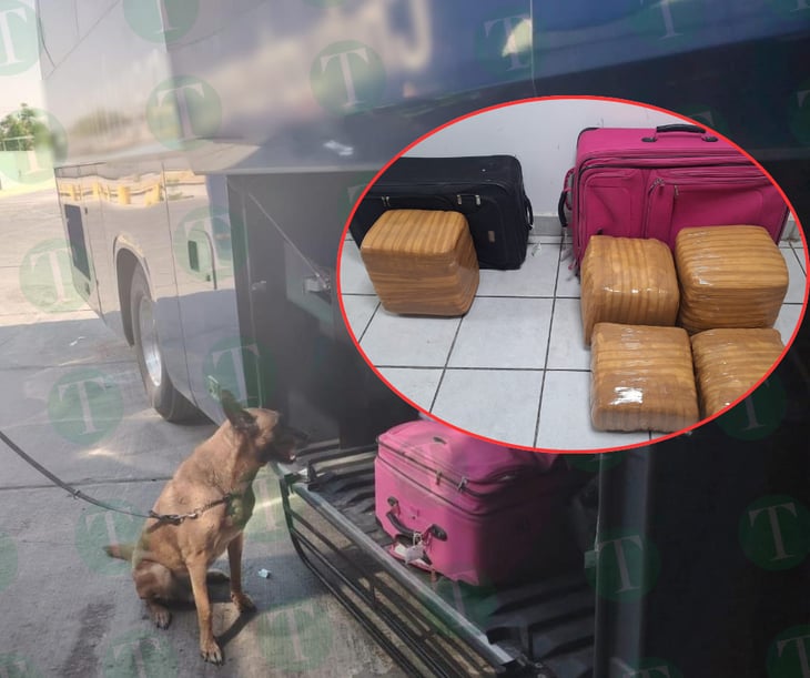 En Coahuila, GN asegura dos maletas con más de 27 kilos de aparente marihuana