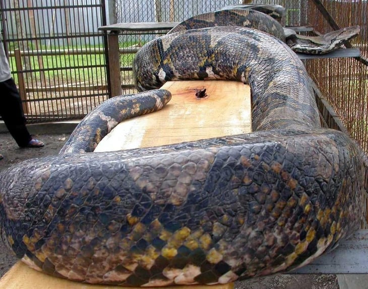 Hallan a mujer en el interior de una serpiente pitón en Indonesia; esposo descubre el cuerpo