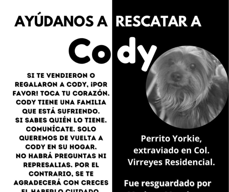 ¿Has visto a Cody? La familia está buscando a su perrito perdido en Saltillo y ofrece una recompensa de 10 mil pesos