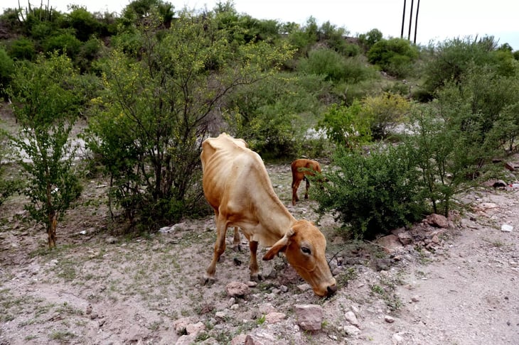 El ganado se 'asfixia' por falta de agua a raíz de la sequía 
