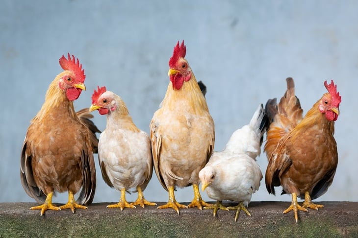 OMS confirma caso de gripe aviar AH9N2 en India