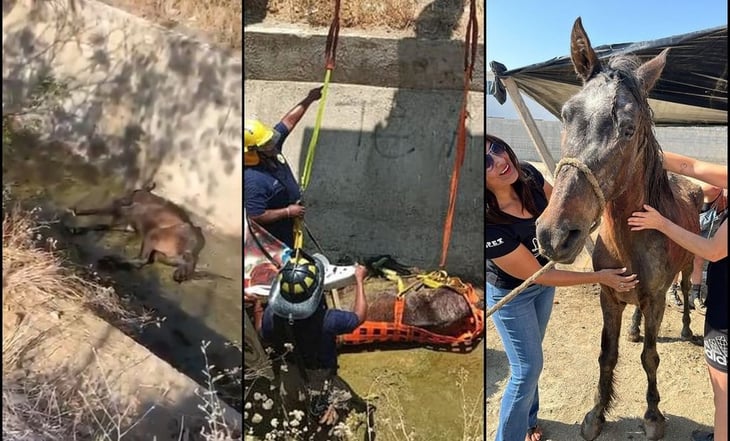 VIDEO: Rescatan a un caballo de canal pluvial en Baja California Sur