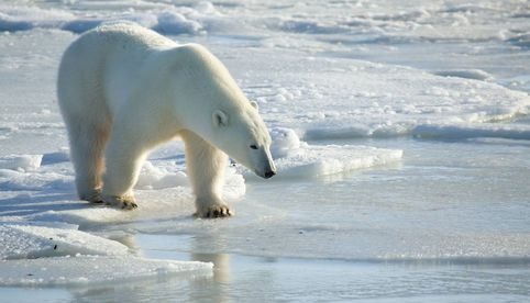 La desaparición de osos polares de la bahía de Hudson podría ser 'inminente', advierten
