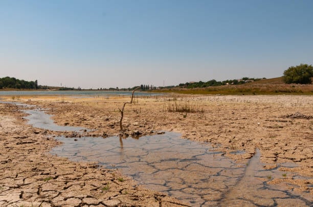 La sequía en Coahuila ha generado pérdidas significativas para los productores de papa, estimadas en alrededor de 250 millones de pesos anuales