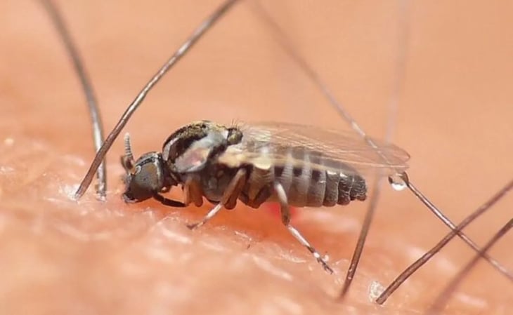Virus Oropouche transmitido por el mosquito jején amenaza con expandirse por América del Sur