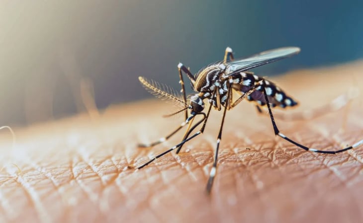 OMS emite alerta epidemiológica por virus poco conocido contagiado por mosquitos en América Latina