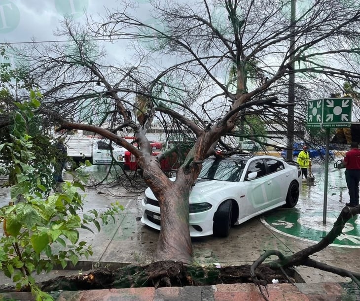 Árbol seco cae sobre un deportivo de lujo durante las lluvias del huracán Alberto en Monclova 