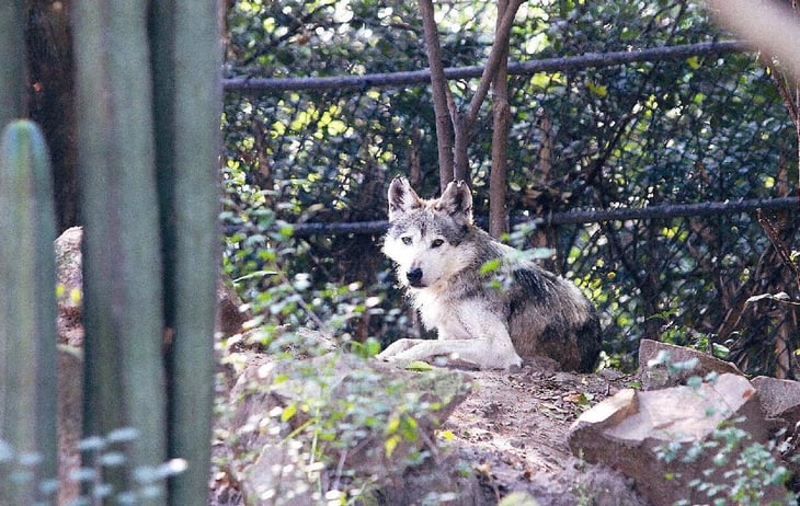 Lobos hieren de gravedad a una mujer en un zoológico de Francia