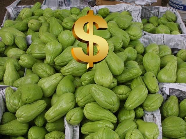 Inflación pega al chayote; se vende hasta en 100 pesos el kilo