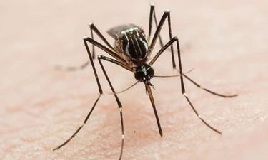 Confirma Secretaría de Salud 2 casos de dengue en Coahuila 