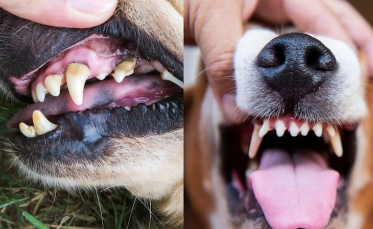 Aprende a desinflamar la encía de tu perro, según expertos