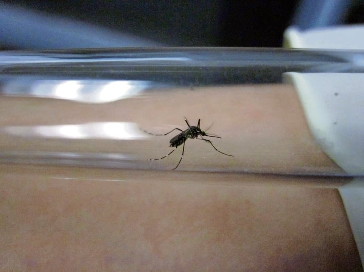 EU alerta de amenaza de dengue en el país tras dispararse los casos  