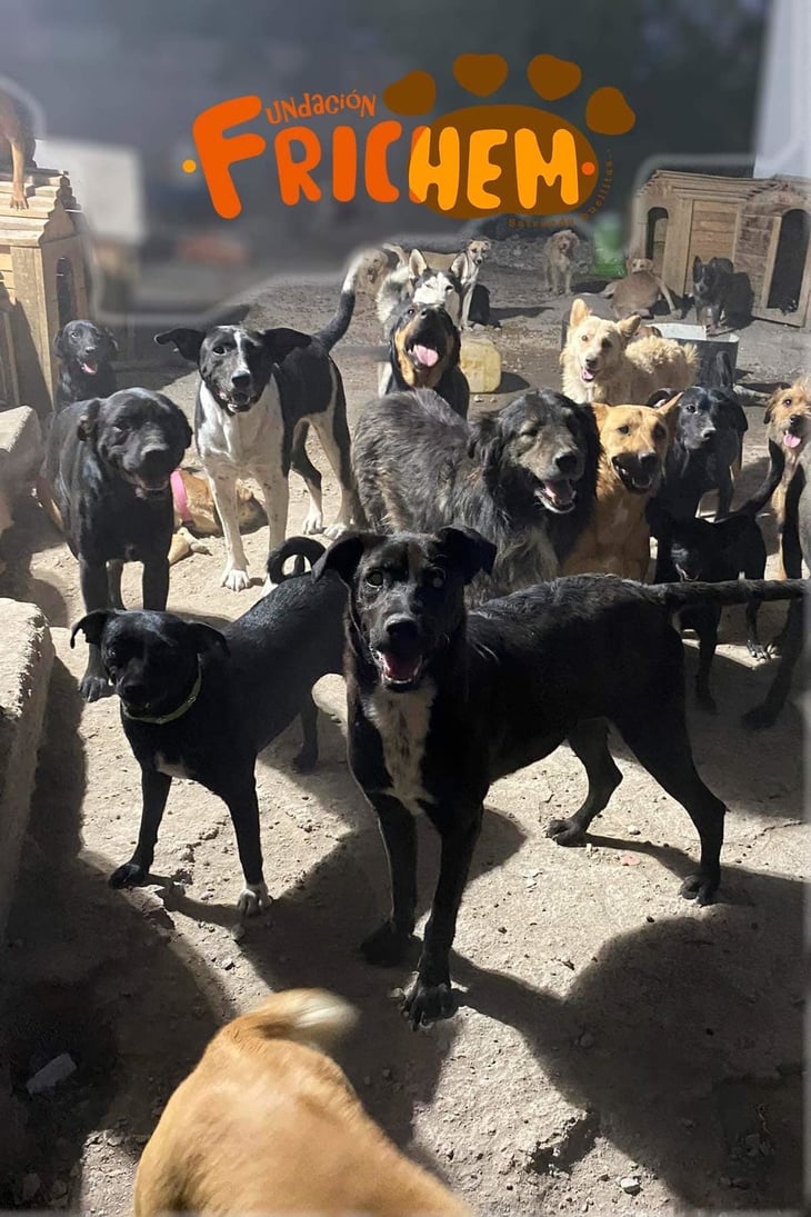 Ciudadanos obligan  a desalojar a 220 perros  del refugio canino de Fundación Frichem, A.C. 