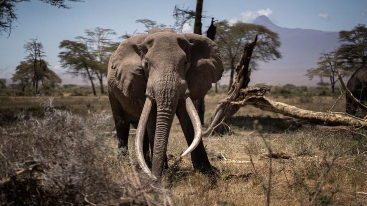 Turista muere pisoteado por un elefante en Sudáfrica