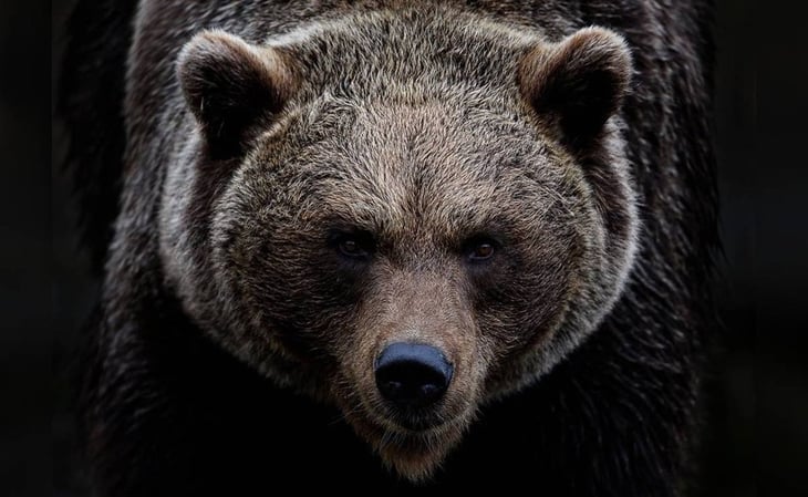 Joven muere tras ataque de oso pardo en Rumanía