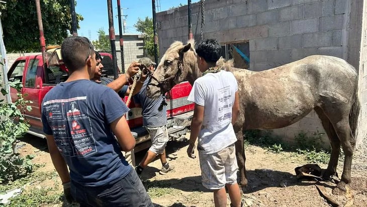Rescatan caballo de fosa en San Pedro; animalito estaba inmóvil y nervioso
