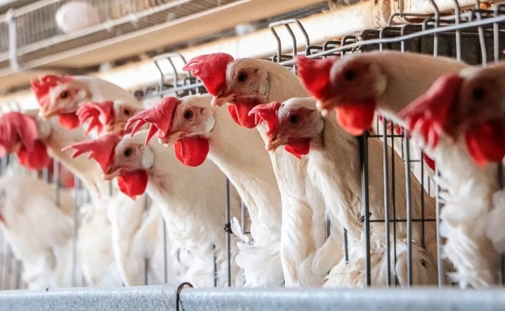 OMS insta a intensificar vigilancia contra la gripe aviar