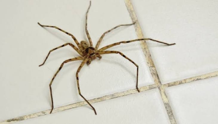 Incremento de casos de picaduras de arañas preocupa a la SSa