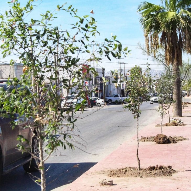 Reforestación masiva: más de 12,400 árboles en espacios públicos de Torreón