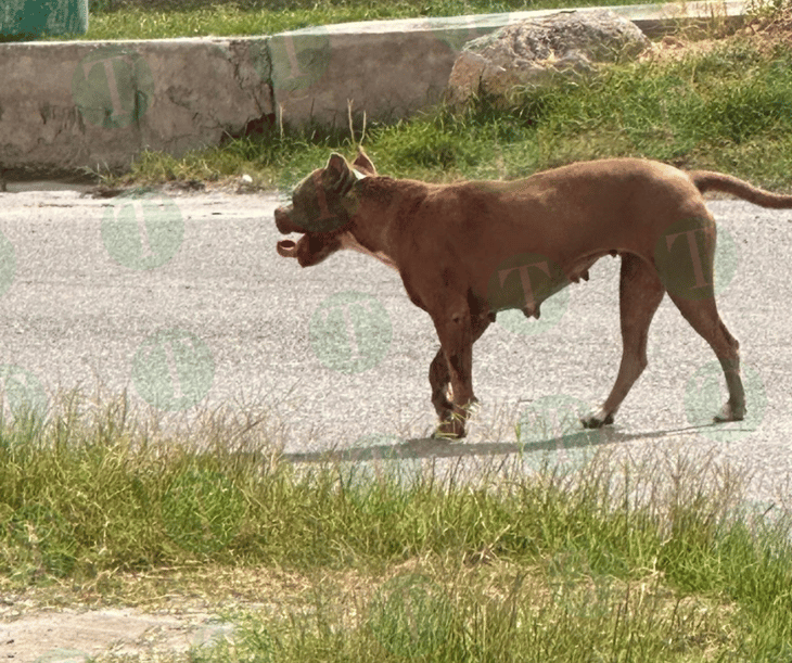 Perros pitbull son satanizados en Monclova 