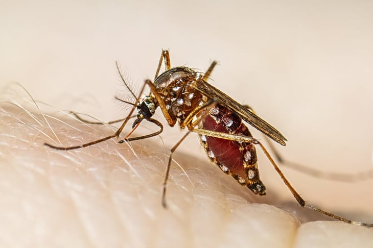 Salud: Confirmados casos de dengue en Allende y Villa Unión