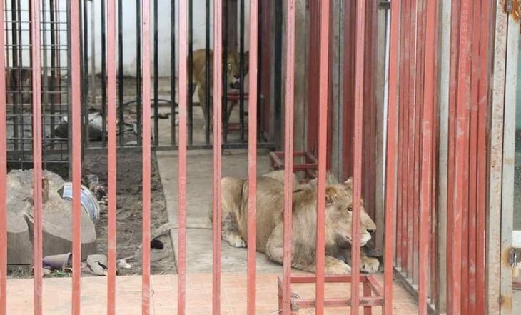 Leones encontrados en casa cateada son llevados a Puebla