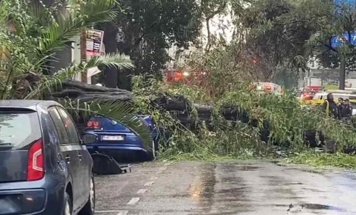 VIDEO: Árbol cae sobre auto en la colonia Nápoles; mujer pierde la vida