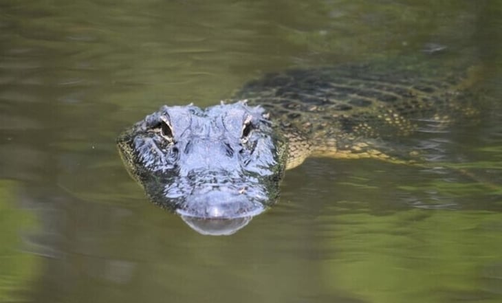 Diferencias entre un caimán y un cocodrilo, según National Geographic