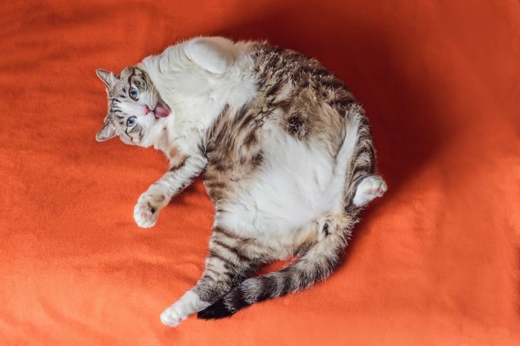 Los gatos gordos son ideales para estudiar la obesidad en humanos
