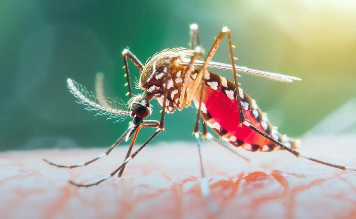 Alarma en la India por resurgimiento de una enfermedad poco estudiada transmitida por mosquitos