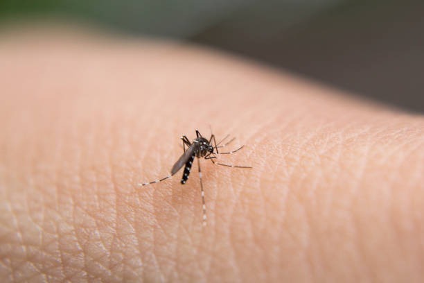 Detectan casos de dengue en colonias de Saltillo